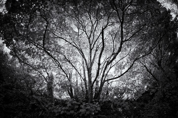infrared trees in black and white 