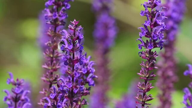 Hard-working Common Carder Bee collecting pollen or nectar on lavender flowers. Shallow depth of field slow motion of insects pollinate beautiful purple flowers in springtime. Lavender honey concept.