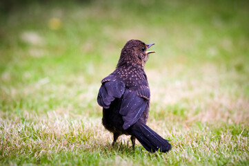 Turdus merula -Blackbird-Young Blackbird