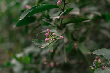 Lemon flowers on the tree with blurred flowers background