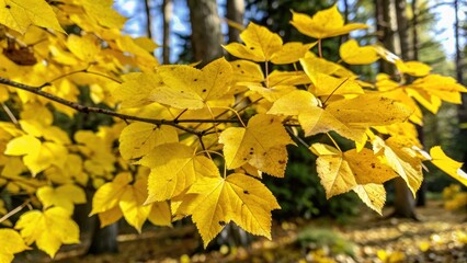 Fototapeta premium Bright yellow autumn leaves on a tree.