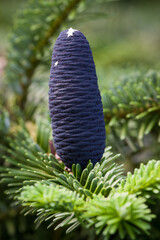 close up of a purple pine cone in spring