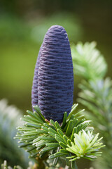 Close-up of pine cones in spring