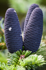 Group of purple pine cones in spring