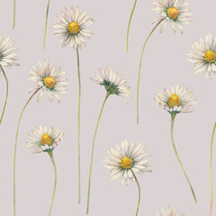 Hand painted watercolor illustration.
Floral seamless pattern of lawn daisy bellis perennis flowers.