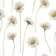 Hand painted watercolor illustration.
Floral seamless pattern of lawn daisy bellis perennis flowers.