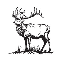 Elk Drawing Images vector. Illustration of a Elk image isolated on white background