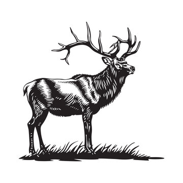 Elk Vector Art, Icons, and Graphics. Illustration of a Elk on white background
