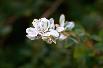 Powdery mildew, common fungus disease affecting green plants. Green leaves with fungal disease. Leaves completely covered with white spots of powdery mildew, selective focus. Plant disease