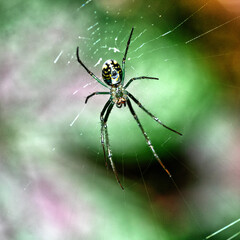 Argiope aurantia, garden spider in web