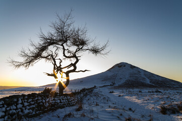 Lone Tree - Winter Starburst - Roseberry Topping