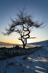 Lone Tree - Winter
