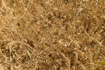 Fototapeta premium Texture of dried yellowed grass