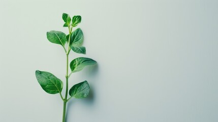 Sprouting green plant isolated on white surface