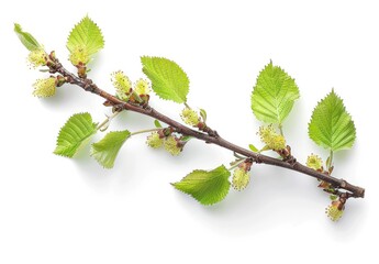A Branch of Spring: Birch Branch with New Leaves and Buds