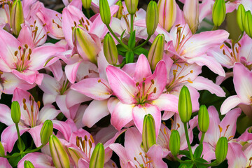 Grouping of Asiatic Lilies in Full Bloom