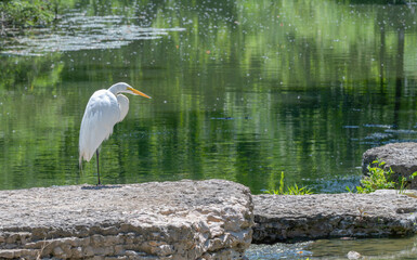 Great egret, or white heron, perched on the shore of a lake.