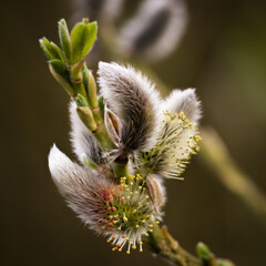 Pussy Willow - Spring - Salix