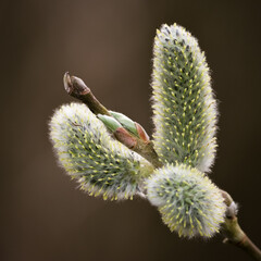 Pussy Willow - Spring - Salix