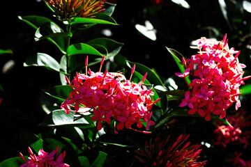 Red Flowers With Green Leaves Moorea South Pacific