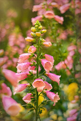 Pink foxglove flowers in the summer garden	