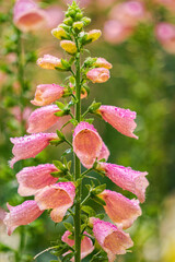Pink foxglove flowers in the summer garden  © Maryna Konoplytska