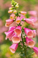 Pink foxglove flowers in the summer garden  © Maryna Konoplytska