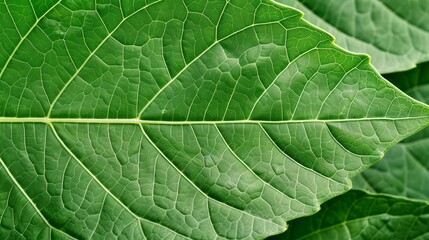 Obraz premium Intricate green foliage texture