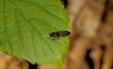 Of a small click beetle on a green leaf in a natural setting
