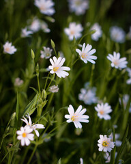 Greater Stitchwort