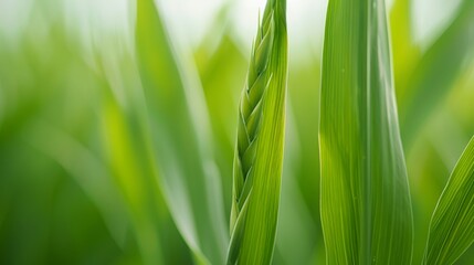 Obraz premium Macro shot of eco-conscious agricultural techniques, rich details, organic crops, green farming, zero pesticides, high resolution, focus cover all object, deep dept of field