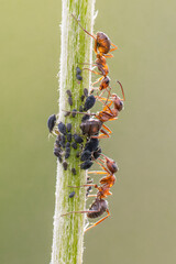 Waldameisen "melken" Blattläuse