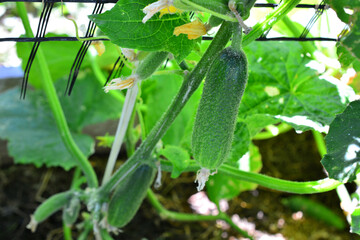 Obraz premium a green cucumber plant with cucumbers and a yellow flower on it 