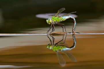 Dragonfly aeshna mixta aka migrant hawker dragonfly is laying eggs in water. Nice reflection on...