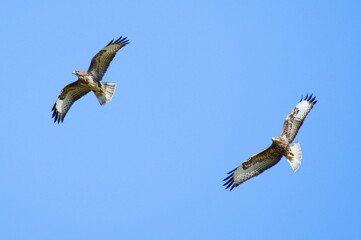 Pair of bird of prey Buteo buteo aka common buzzard is flying over the field and hunting. Very common bird of prey in Czech republic.	
