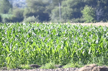 Champs à la campagne