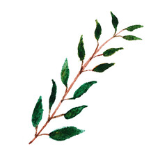 Watercolor eucalyptus sprig. Isolated botanical element. Drawn green leaves on textured watercolor paper.