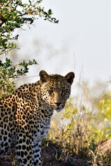 Leopard