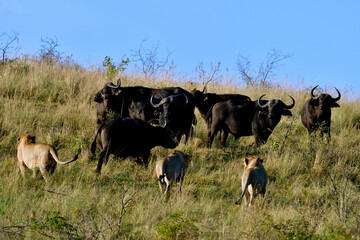 Löwenjagd
