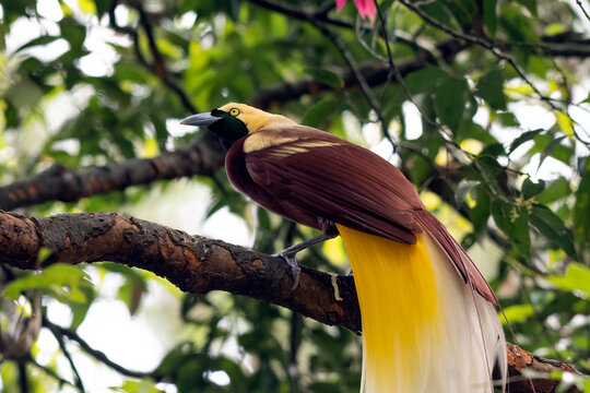 Close up of a bird of paradise , cendrawasih bird
