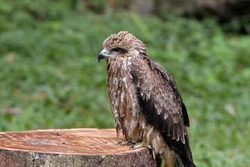 Young changeable hawk eagle face close up