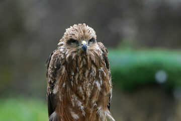 Young changeable hawk eagle face close up