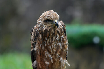 Young changeable hawk eagle face close up