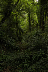 Obraz premium green forest in the morning