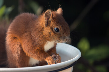 Eichhörnchen frisst an der Futterstelle im Garten.	
