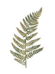 Green watercolor fern on white background, forest plant © Grin Katalin