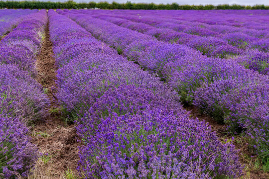 Commercially grown Norfolk Lavender at Heacham in West Norfolk, UK