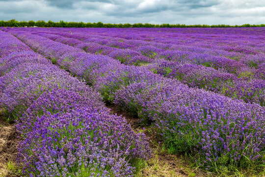 Commercially grown Norfolk Lavender at Heacham in West Norfolk, UK