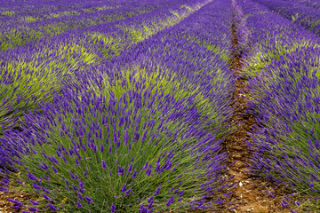 Commercially grown Norfolk Lavender at Heacham in West Norfolk, UK