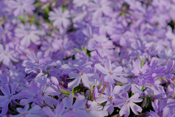 紫色の芝桜　Purple Shiba Cherry Blossom